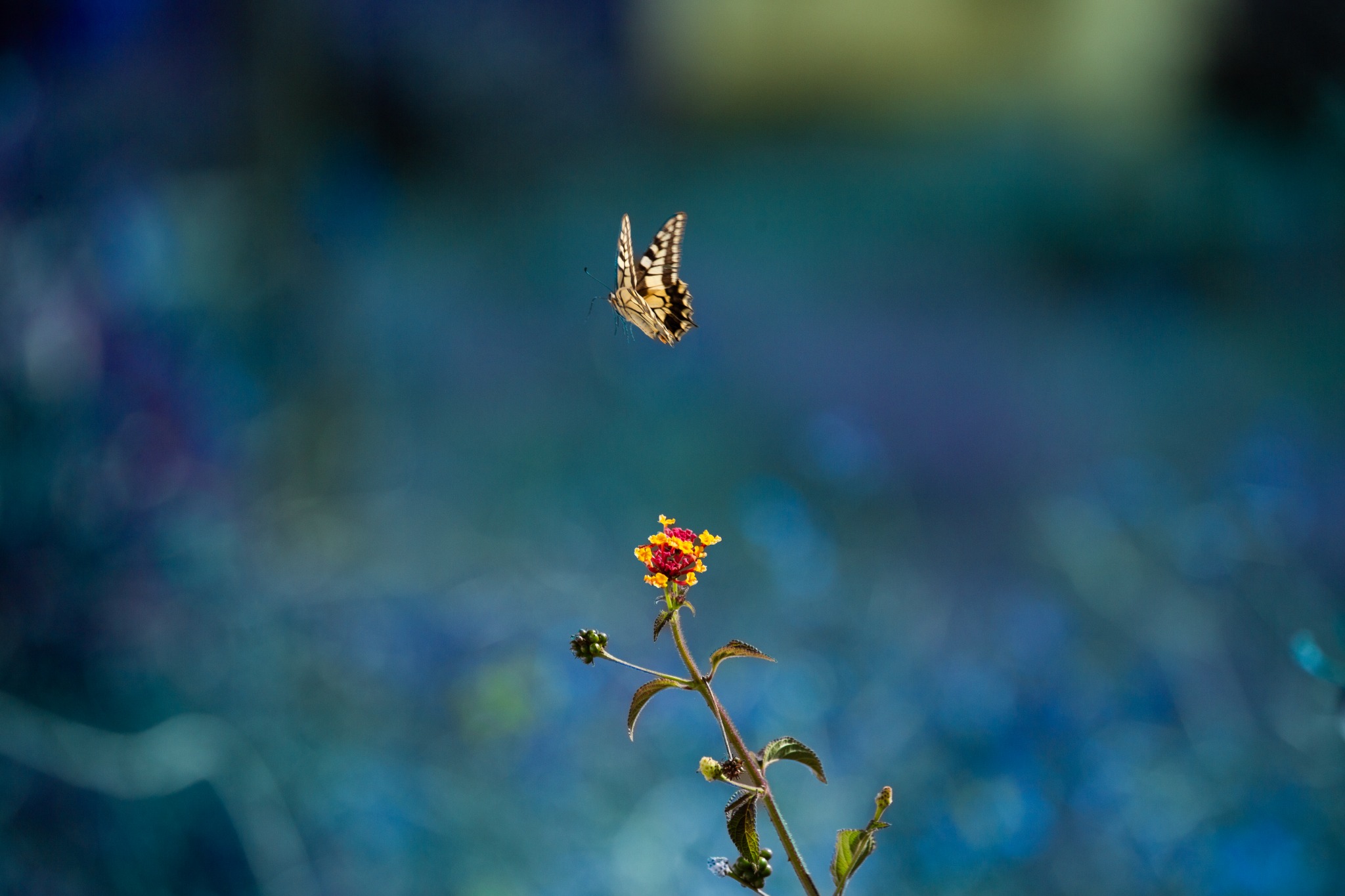 Butterfly above a flower, photographed by Christoffer Evers